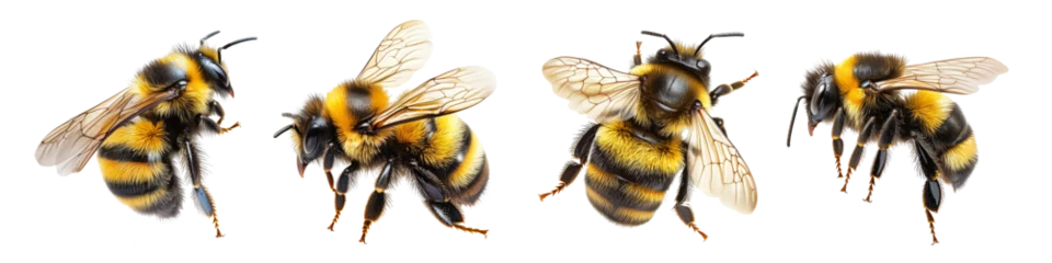 Fototapete Rund Bee from different sides. Insect that pollinates flowers. Beekeeping, honey bees. Isolated set on white and transparent background © Iryna