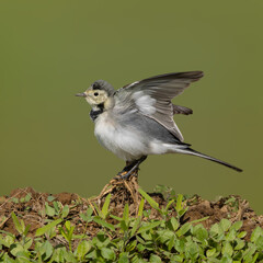 White Wagtail, a white bird with some black spots, called in Egyptian colloquial language Abu al-Fasada