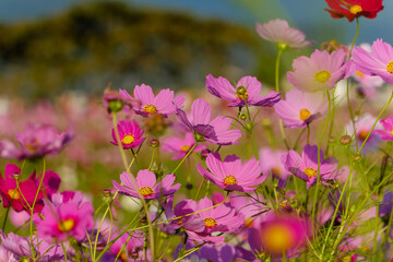 鮮やかなピンクと赤のコスモス畑