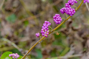 紫色に輝くムラサキシキブの実