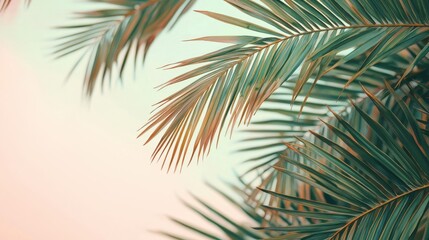 Fototapeta premium Palm fronds against pastel sky