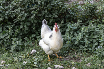 Healthy free range white chicken walking on grass