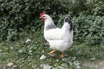 Healthy free range white chicken walking on grass