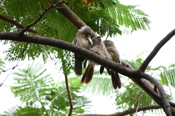 The jungle babbler is a member of the family Leiothrichidae found in the Indian subcontinent. Jungle babblers are gregarious birds that forage in small groups of six to ten birds.