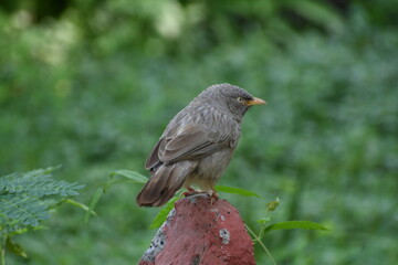 The jungle babbler is a member of the family Leiothrichidae found in the Indian subcontinent. Jungle babblers are gregarious birds that forage in small groups of six to ten birds.