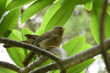 The jungle babbler is a member of the family Leiothrichidae found in the Indian subcontinent. Jungle babblers are gregarious birds that forage in small groups of six to ten birds.