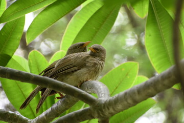 The jungle babbler is a member of the family Leiothrichidae found in the Indian subcontinent. Jungle babblers are gregarious birds that forage in small groups of six to ten birds.