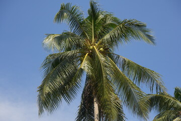 Fototapeta premium A coconut tree is a tall, graceful palm that epitomizes tropical landscapes with its iconic silhouette and versatile offerings.