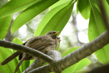 The jungle babbler is a member of the family Leiothrichidae found in the Indian subcontinent. Jungle babblers are gregarious birds that forage in small groups of six to ten birds.