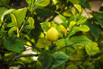 lemon tree with fruits	