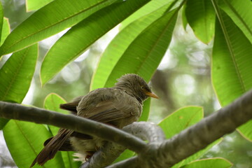The jungle babbler is a member of the family Leiothrichidae found in the Indian subcontinent. Jungle babblers are gregarious birds that forage in small groups of six to ten birds.