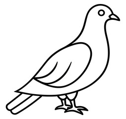 dove of peace isolated on white background