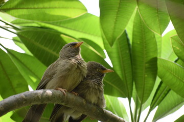 The jungle babbler is a member of the family Leiothrichidae found in the Indian subcontinent. Jungle babblers are gregarious birds that forage in small groups of six to ten birds.