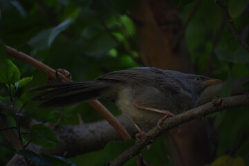 The jungle babbler is a member of the family Leiothrichidae found in the Indian subcontinent. Jungle babblers are gregarious birds that forage in small groups of six to ten birds.