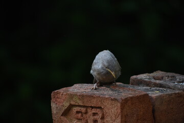 The jungle babbler is a member of the family Leiothrichidae found in the Indian subcontinent. Jungle babblers are gregarious birds that forage in small groups of six to ten birds.