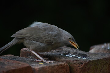 The jungle babbler is a member of the family Leiothrichidae found in the Indian subcontinent. Jungle babblers are gregarious birds that forage in small groups of six to ten birds.