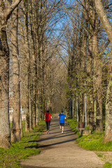 Fototapeta premium Two people jogging on a tree-lined path in early spring, framed by tall bare trees and lush green grass, with a clear blue sky and ample copy space for creative use..