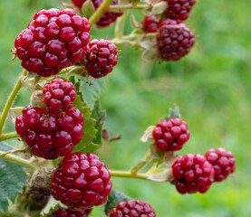 Blackberries that are red and growing