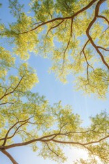 Fototapeta premium Sunlight filtering through majestic tree branches in a serene forest setting.