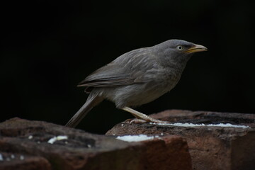 The jungle babbler is a member of the family Leiothrichidae found in the Indian subcontinent. Jungle babblers are gregarious birds that forage in small groups of six to ten birds.