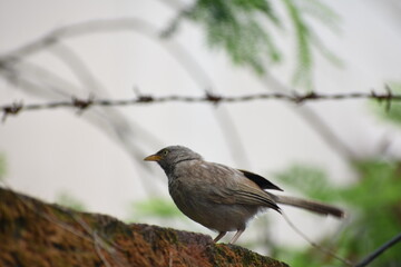 The jungle babbler is a member of the family Leiothrichidae found in the Indian subcontinent. Jungle babblers are gregarious birds that forage in small groups of six to ten birds.