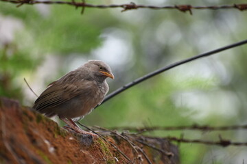 The jungle babbler is a member of the family Leiothrichidae found in the Indian subcontinent. Jungle babblers are gregarious birds that forage in small groups of six to ten birds.