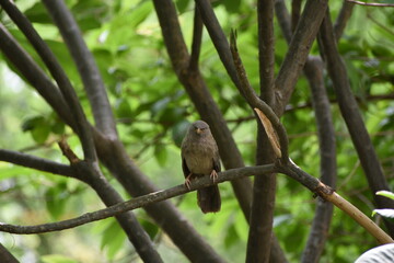 The jungle babbler is a member of the family Leiothrichidae found in the Indian subcontinent. Jungle babblers are gregarious birds that forage in small groups of six to ten birds.