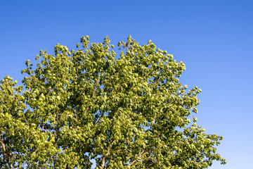 Green poplar tree crown reaching for the clear blue sky