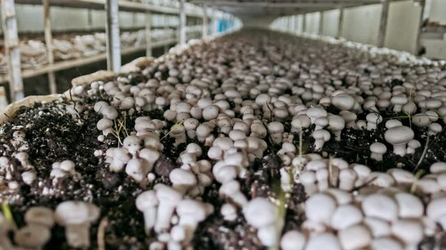 White button mushrooms growing in a controlled environment on a farm. The video showcases dense rows of mushrooms cultivated on shelves, representing modern mushroom farming practices.