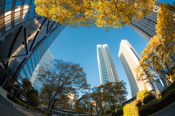 【魚眼】2024年　秋　大都会高層ビルと街並みの夕方　摩天楼の風景【紅葉】