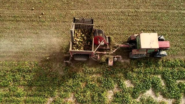An aerial view shows tractor harvesting sugar beets,loading them into the trailer attached to the back.In this video,the farmer uses the modern methods of tractor to remove sugar beet from the field.