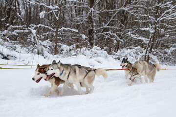dogs pull a sled through deep snow