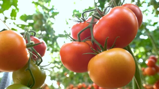 Rows of tomato plants in a greenhouse, with both ripe red and unripe green tomatoes visible. The plants are neatly organized and supported by vertical stakes, highlighting a modern farming approach.