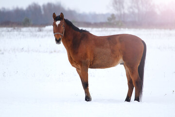 horse stands on a snowy field and looks at the camera