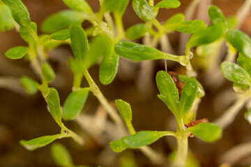 Microgreens watercress. Cress seedlings on a dark background. Growing microgreen sprouts. New life concept