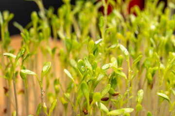Microgreens watercress. Cress seedlings on a dark background. Growing microgreen sprouts. New life concept