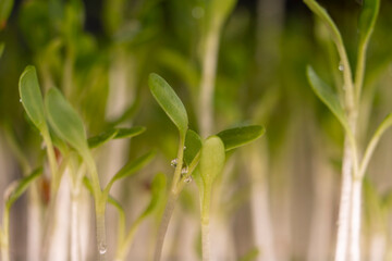 Microgreens watercress. Cress seedlings on a dark background. Growing microgreen sprouts. New life concept