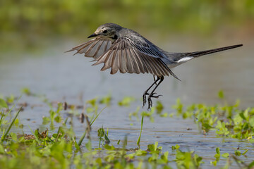 White Wagtail, a white bird with some black spots, called in Egyptian colloquial language Abu al-Fasada