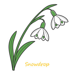 Snowdrop Head
