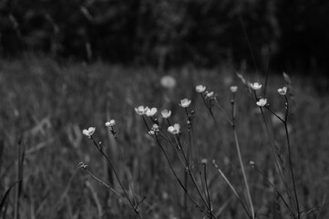 Fototapeta premium field of daisies