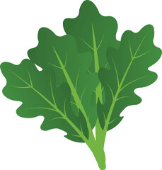 Fresh arugula isolated on white background, cartoon style arugula vector illustration. green fresh rucola or arugula leaf.