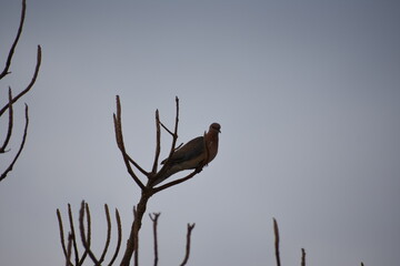The laughing dove is a small pigeon that is a resident breeder in Africa, the Middle East, South Asia, and Western Australia where it has established itself in the wild after being released from Perth