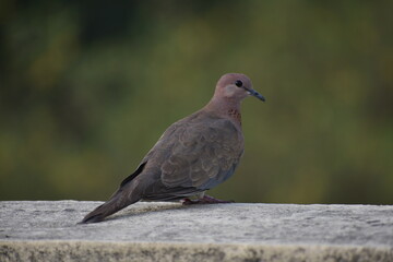 The laughing dove is a small pigeon that is a resident breeder in Africa, the Middle East, South Asia, and Western Australia where it has established itself in the wild after being released from Perth