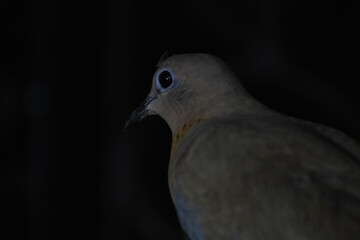 The laughing dove is a small pigeon that is a resident breeder in Africa, the Middle East, South Asia, and Western Australia where it has established itself in the wild after being released from Perth