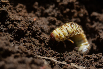 Close up of the beetle larvae found in compost piles are formed when beetles lay their eggs in animal feces, so they are found after the compost pile has been spread out to dry.