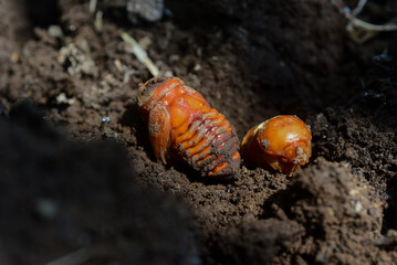 Close up of the pupae of beetle larvae found in compost piles are formed when beetles lay their eggs in animal feces, so they are found after the compost pile has been spread out to dry.