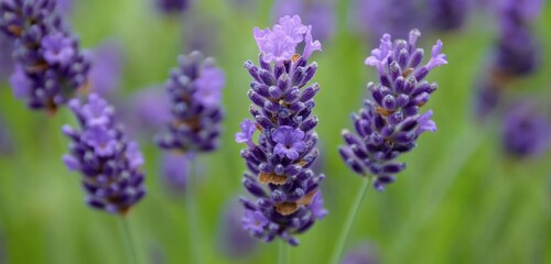 Dew-Covered Lavender Flowers Swaying in the Breeze Closeup