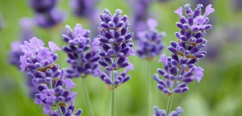 Naklejka premium Dew-Covered Lavender Flowers Swaying in the Breeze Closeup