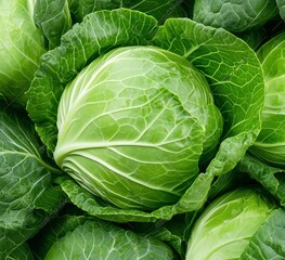 Fototapeta premium Fresh and vibrant green cabbages nestled together, showcasing their lush leaves and crisp textures