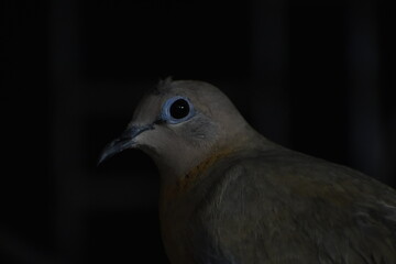 The laughing dove is a small pigeon that is a resident breeder in Africa, the Middle East, South Asia, and Western Australia where it has established itself in the wild after being released from Perth